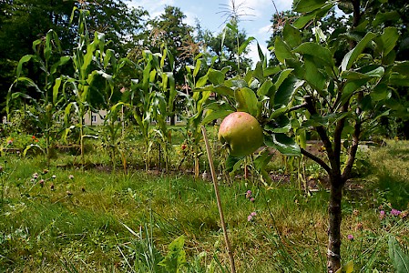 Ein Bauerngarten, fast wie aus dem Bilderbuch, mit Obst und Gemüse. Und das dort, wo sich tausende Autos kreuzen.Der
