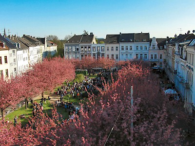 Kirschblütenfest in ­Krefeld