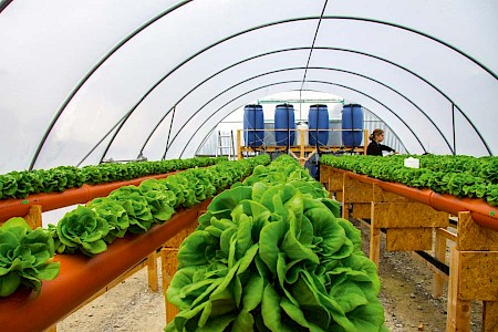 Die Salatsetzlinge kommen dank des hydro­ponischen Verfahrens ohne Erde aus.